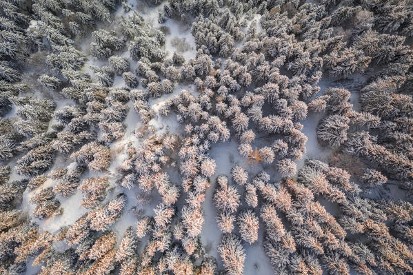 Aerial view of a group of trees covered in snow at sunset on Mount Scanapà. Castione della Presolana, Val Seriana, Bergamo district, Lombardy, Italy.