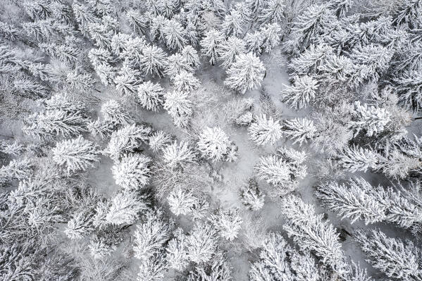 Aerial view of a group of trees covered in snow at the Presolana Pass. Colere, Val Seriana, Bergamo district, Lombardy, Italy.