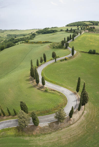 Aerial view of the iconic cypresses road of Monticchiello. Pienza, Orcia Valley, Siena district, Tuscany, Italy, Europe.