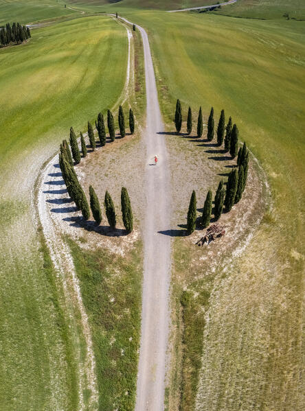 Aerial view of a person admiring the Cypresses Ring near the famous San Quirico d'Orcia cypresses. Val d'Orcia, Tuscany, Italy.