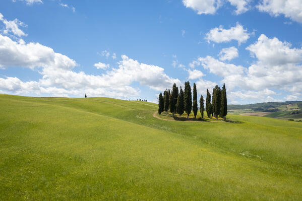Aerial view of the famous San Quirico d'Orcia cypresses in spring. Val d'Orcia, Tuscany, Italy.