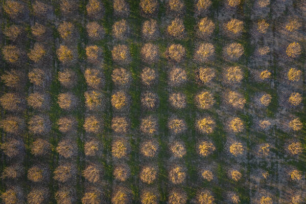 Aerial view of a woods of trees near the castle of Grinzane Cavour. Grinzane Cavour, Langhe, Piedmont, Italy, Europe.