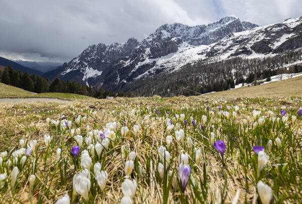 Blooming of crocus flowers at the foothills of the north face of the Presolana mountain. Colere, Val di Scalve, Bergamo district, Lombardy, Italy, Southern Europe.
