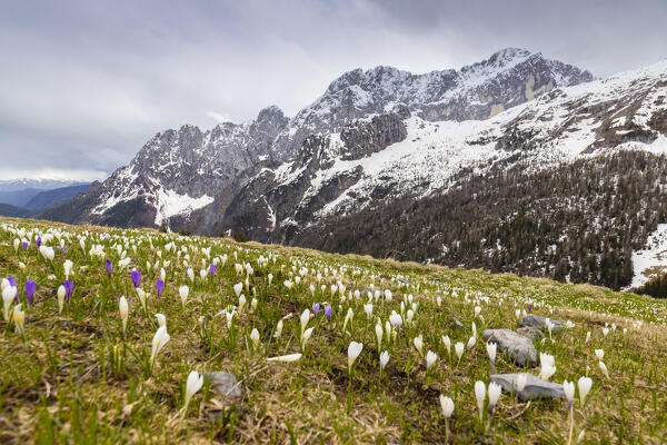 Blooming of crocus flowers at the foothills of the north face of the Presolana mountain. Colere, Val di Scalve, Bergamo district, Lombardy, Italy, Southern Europe.