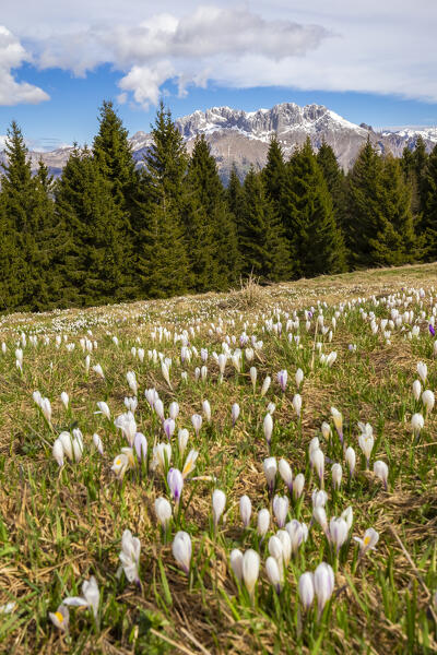 Blooming of crocus flowers on Monte Pora, in front of the  Presolana mountain. Songavazzo, Val Seriana, Bergamo district, Lombardy, Italy, Southern Europe.