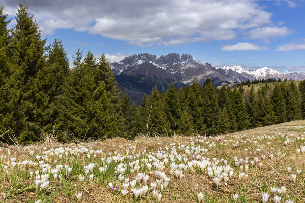 Blooming of crocus flowers on Monte Pora, in front of the  Presolana mountain. Songavazzo, Val Seriana, Bergamo district, Lombardy, Italy, Southern Europe.