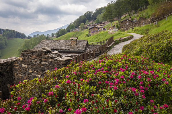 View of the blooming rhododendrons at Alpone di Curiglia in spring. Curiglia con Monteviasco, Veddasca valley, Varese district, Lombardy, Italy.