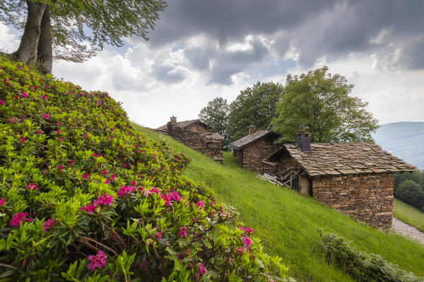 View of the blooming rhododendrons at Alpone di Curiglia in spring. Curiglia con Monteviasco, Veddasca valley, Varese district, Lombardy, Italy.