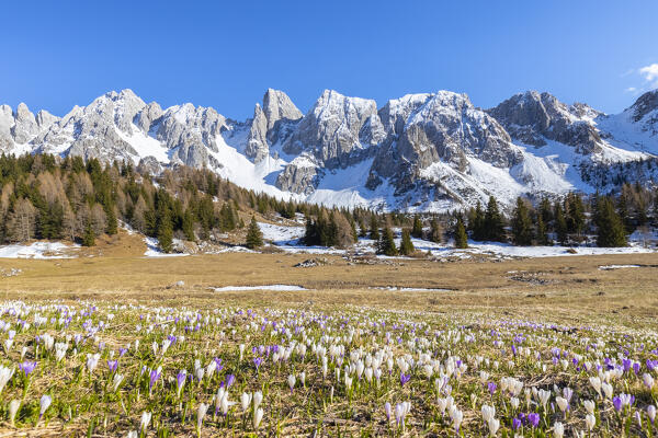 View of spring bloom of crocuses flowers at Campelli di Schilpario with Cimone della Bagozza mount. Schilpario, Val di Scalve, Bergamo district, Lombardy, Italy, Southern Europe.