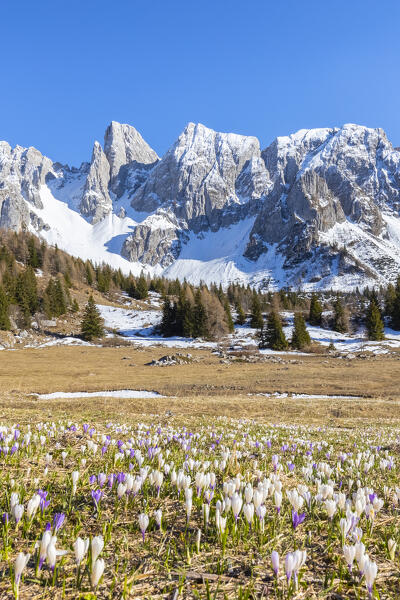 View of spring bloom of crocuses flowers at Campelli di Schilpario with Cimone della Bagozza mount. Schilpario, Val di Scalve, Bergamo district, Lombardy, Italy, Southern Europe.