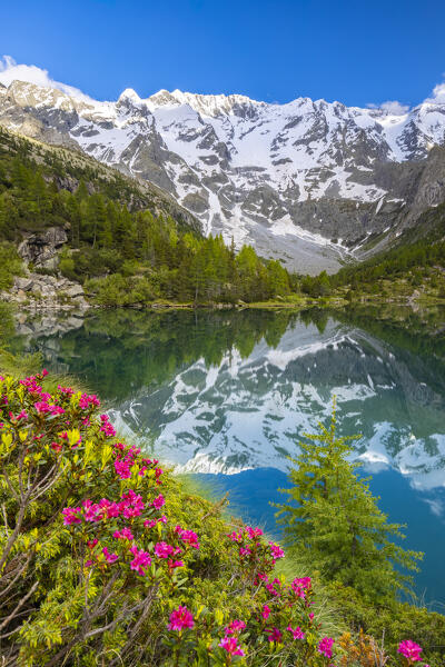 Summer view of the Aviolo lake in the Adamello park. Edolo,Brescia province, Italy, Europe.