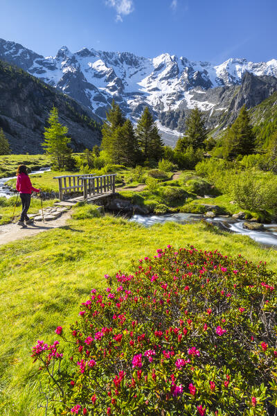 Summer view of a girl walking near the Aviolo lake in the Adamello park. Edolo,Brescia province, Italy, Europe.