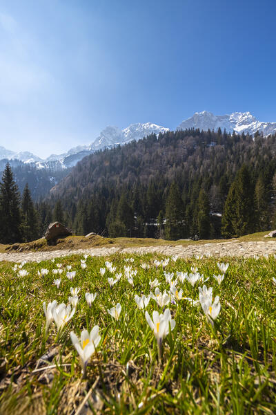 Spring blooming of crocus flowers near Alpe Corte refuge. Valcanale, Ardesio, Orobie alps, Lombardy district, Bergamo province, Italy, Europe.