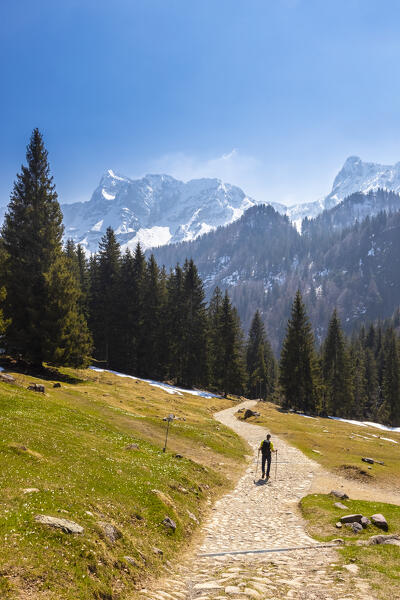 Spring blooming of crocus flowers near Alpe Corte refuge. Valcanale, Ardesio, Orobie alps, Lombardy district, Bergamo province, Italy, Europe.
