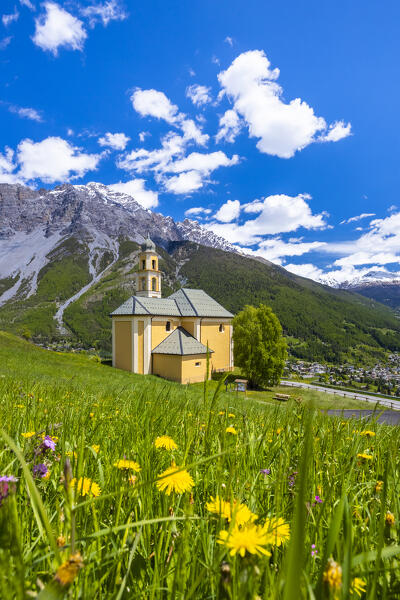 Spring view of flowers blooming in spring near the church of Madonna di Oga overlooking Bormio town. Bormio, Sondrio district, Valtellina, Lombardy, Italy, Europe.