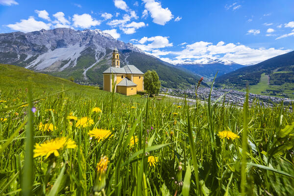 Spring view of flowers blooming in spring near the church of Madonna di Oga overlooking Bormio town. Bormio, Sondrio district, Valtellina, Lombardy, Italy, Europe.