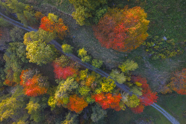 Aerial view of the foliage of the trees near the Castle of Graines. municipality of Brusson,Vallon de Frudiere, Val d'Ayas, Aosta Valley, Italian alps, Italy.