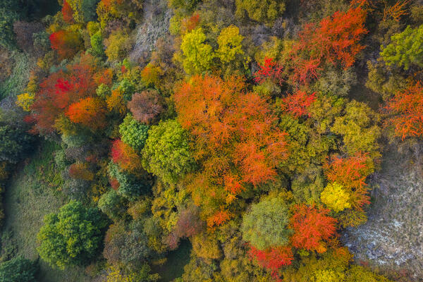 Aerial view of the foliage of the trees near the Castle of Graines. municipality of Brusson,Vallon de Frudiere, Val d'Ayas, Aosta Valley, Italian alps, Italy.