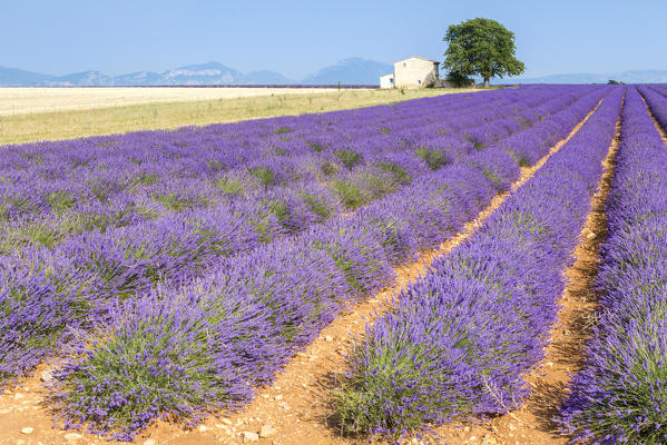 Countryside near Valensole, Alpes-de-Haute-Provence, Provence-Alpes-Côte d'Azur, France.
