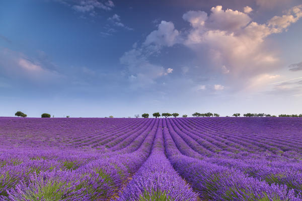 Sunrise in a lavender field, Valensole, Alpes-de-Haute-Provence, Provence-Alpes-Côte d'Azur, France.