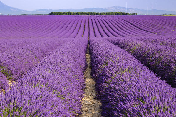 Lavender field in Valensole, Alpes-de-Haute-Provence, Provence-Alpes-Côte d'Azur, France.