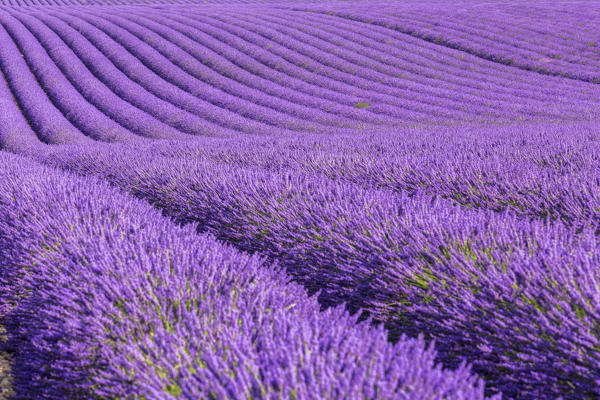 Rows of lavender in Valensole, Alpes-de-Haute-Provence, Provence-Alpes-Côte d'Azur, France.