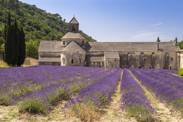 Lavender fields near the abbey of Sénanque. Gordes, Vaucluse, Provence-Alpes-Côte d'Azur, France.