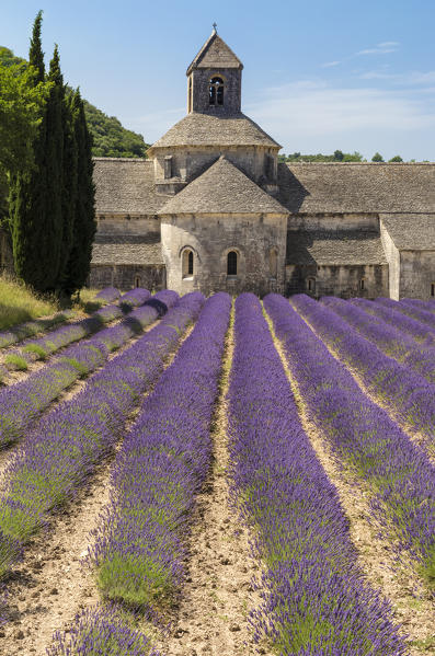 Lavender rows in front of the abbey of Sénanque. Gordes, Vaucluse, Provence-Alpes-Côte d'Azur, France.