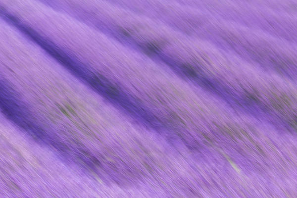 Motion blur of the rows of a lavender field near Valensole, Alpes-de-Haute-Provence, Provence-Alpes-Côte d'Azur, France.