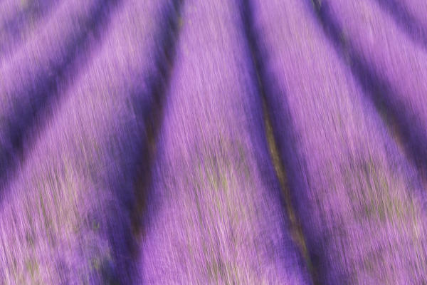 Motion blur of a lavender field, Valensole, Alpes-de-Haute-Provence, Provence-Alpes-Côte d'Azur, France.