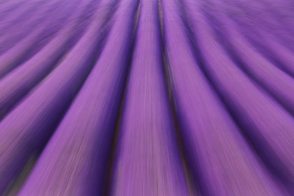 Motion blur of lavender rows near Valensole, Alpes-de-Haute-Provence, Provence-Alpes-Côte d'Azur, France.