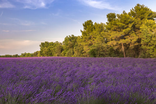 A lavender field between the woods near Valensole, Alpes-de-Haute-Provence, Provence-Alpes-Côte d'Azur, France.