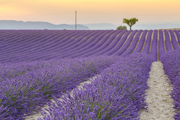 Sunset near Valensole, Alpes-de-Haute-Provence, Provence-Alpes-Côte d'Azur, France.