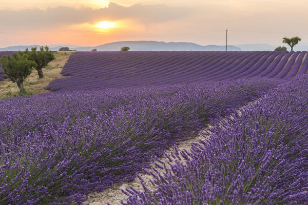 Sunset in a lavender field near Valensole, Alpes-de-Haute-Provence, Provence-Alpes-Côte d'Azur, France.