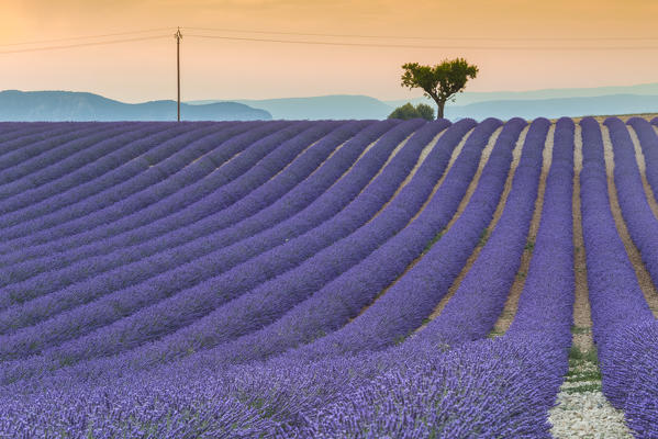 Lonely tree in a lavender field near Valensole at sunset, Alpes-de-Haute-Provence, Provence-Alpes-Côte d'Azur, France.