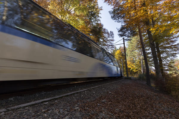 Vigezzina train passes in an autumnal woods near Gagnone-Orcesco, Druogno, Val Vigezzo, Piedmont, Italy.