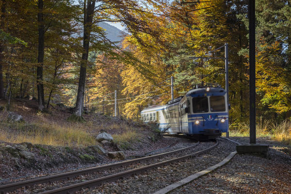 Vigezzina train passes through the autumnal colors of the woods near Gagnone-Orcesco, Druogno, Val Vigezzo, Piedmont, Italy.