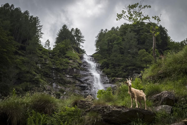 A goat in front of the Cascata della Froda, Sonogno, Valle Verzasca, Canton Ticino, Switzerland.