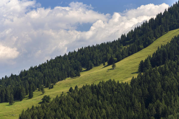 Trail to the Baita Cornetto, under the Presolana mountain, Castione della Presolana, Val Seriana, Bergamo district, Lombardy, Italy.