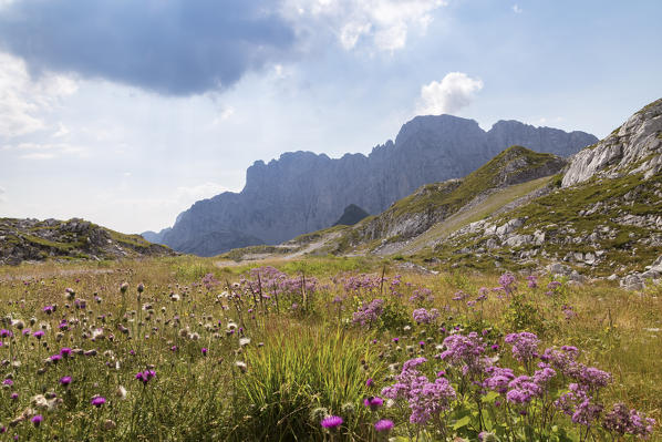 Wild flower in front of the north face of the Presolana, Val di Scalve, Bergamo district, Lombardy, Italy, Southern Europe.
