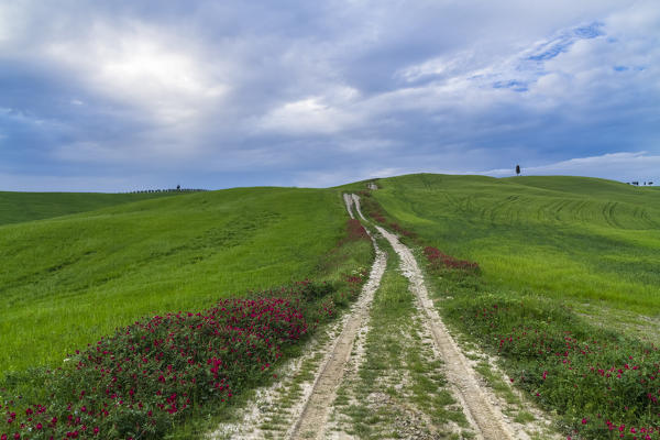 Country road in Torrenieri, near the famous Cipressi di San Quirico d'Orcia, San Quirico d'Orcia, Val d'Orcia, Tuscany, Italy.