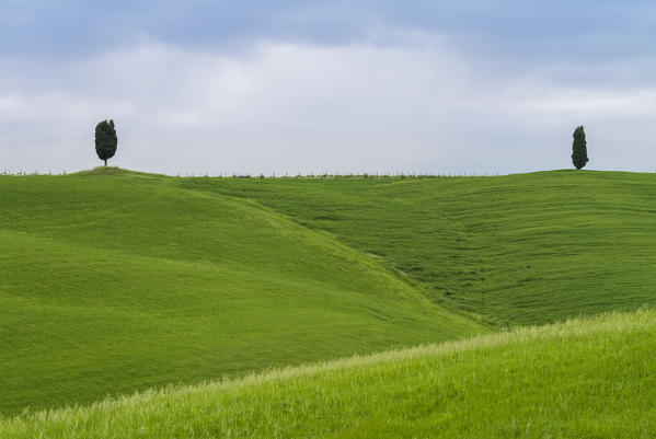 Two cypresses on the hills near Torrenieri, between Montalcino and San Quirico d'Orcia, Val d'Orcia, Tuscany, Italy.