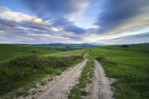 Country road in Torrenieri, near the famous Cipressi di San Quirico d'Orcia, San Quirico d'Orcia, Val d'Orcia, Tuscany, Italy.