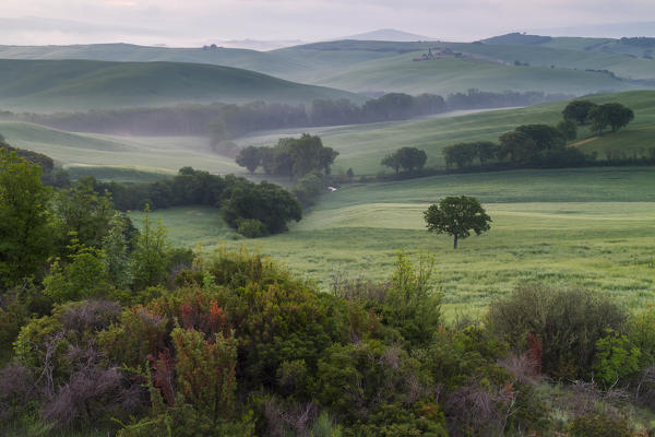 Fog at sunrise in the countryside around Podere Belvedere, San Quirico d'Orcia, Val d'Orcia, Tuscany, Italy.