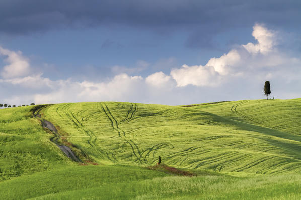 Country road on a hill in Torrenieri, near the famous Cipressi di San Quirico d'Orcia, San Quirico d'Orcia, Val d'Orcia, Tuscany, Italy.