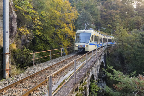 Vigezzina train passes through the autumnal colors of the woods near Gagnone-Orcesco, Druogno, Val Vigezzo, Piedmont, Italy.