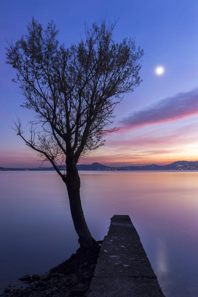 A lonely tree at the Arolo pier during an autumnal sunset, Arolo, Leggiuno, Lake Maggiore, Varese Province, Lombardy, Italy.