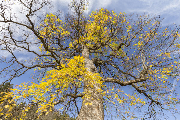 A beech on the road to Campelli di Schilpario near the Passo Del Vivione in autumn, Schilpario, Val di Scalve, Bergamo district, Lombardy, Italy, Southern Europe.