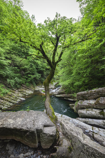 A lonely tree over the Breggia river. Breggia gorges, Muggio Valley, Mendrisio District, Canton Ticino, Switzerland.