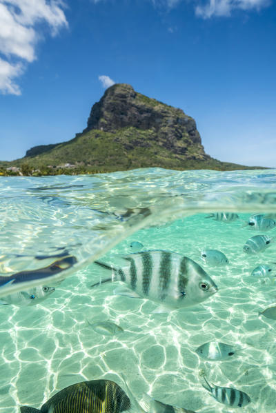 Tropical fish under the waves along the tropical coral reef, Le Morne Brabant, Black River district, Indian Ocean, Mauritius